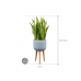 Растение в кашпо Sansevieria trifasciata 'Laurentii' in Refined Retro Feet