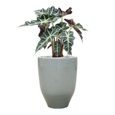 Alocasia 'Polly' in One and Only