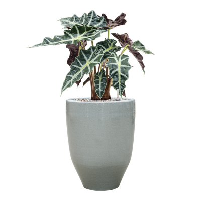 Растение в кашпо Alocasia 'Polly' in One and Only