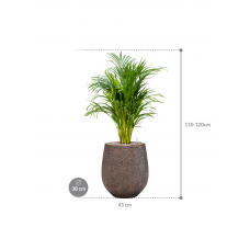 Dypsis (Areca) lutescens in Baq Opus Hit