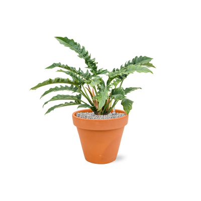 Растение в кашпо Philodendron 'Narrow' in Terra Cotta