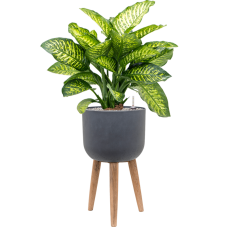 Dieffenbachia seguine 'Maroba' in Refined Retro With Feet