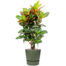 Croton (Codiaeum) variegatum 'Petra' in Greenville