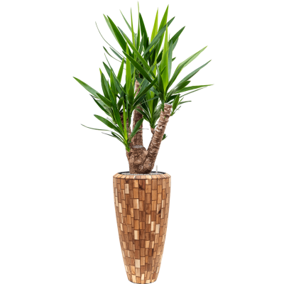 Растение в кашпо Yucca elephantipes in Baq Facets Jenga