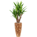 Растение в кашпо Yucca elephantipes in Baq Facets Jenga