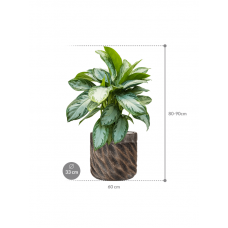 Aglaonema 'Silver Bay' in Baq Luxe Lite Universe Wave