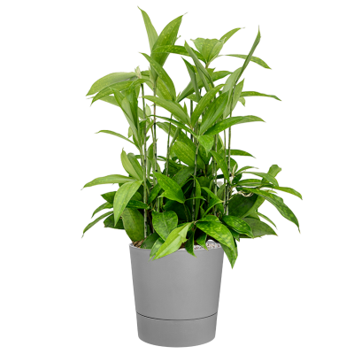 Растение в кашпо Dracaena surculosa in Greensense Aqua Care