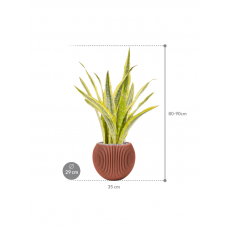 Sansevieria 'Lauren' in Capi Nature Groove Special