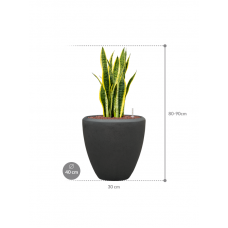 Sansevieria trifasciata 'Laurentii' in Baq Polystone Plain