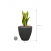 Растение в кашпо Sansevieria trifasciata 'Laurentii' in Baq Polystone Plain