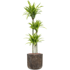 Dracaena fragrans 'Lemon Lime' in Baq Luxe Lite Universe