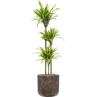 Растение в кашпо Dracaena fragrans 'Lemon Lime' in Baq Luxe Lite Universe