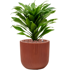 Dracaena fragrans 'Compacta' in Capi Nature Groove Special