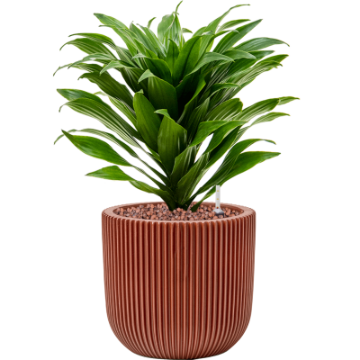 Растение в кашпо Dracaena fragrans 'Compacta' in Capi Nature Groove Special