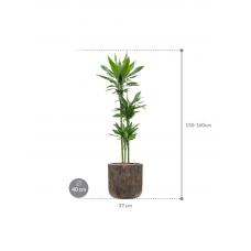 Dracaena fragrans 'Janet Lind' in Baq Luxe Lite Universe