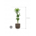 Растение в кашпо Dracaena fragrans 'Janet Lind' in Baq Luxe Lite Universe