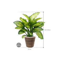 Dieffenbachia seguine 'Maroba' in Drypot Rattan Stripe