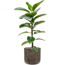 Ficus elastica 'Robusta' in Baq Luxe Lite Universe Waterfall