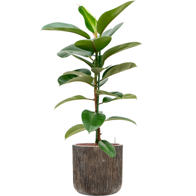 Растение в кашпо Ficus elastica 'Robusta' in Baq Luxe Lite Universe Waterfall