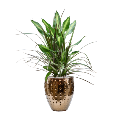 Растение в кашпо Dracaena combo in Laos Mini