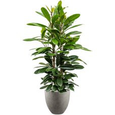 Ficus cyathistipula in Grigio