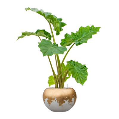 Растение в кашпо Alocasia 'Portodora' in Baq Luxe Lite Glossy