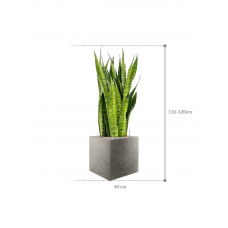 Sansevieria zeylanica in Grigio