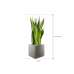 Растение в кашпо Sansevieria zeylanica in Grigio