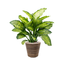 Dieffenbachia seguine 'Maroba' in Drypot Rattan Stripe