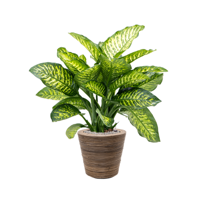 Растение в кашпо Dieffenbachia seguine 'Maroba' in Drypot Rattan Stripe