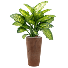 Dieffenbachia seguine 'Maroba' in Artstone