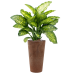 Растение в кашпо Dieffenbachia seguine 'Maroba' in Artstone