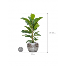 Ficus benghalensis 'Roy' in Baq Opus Raw