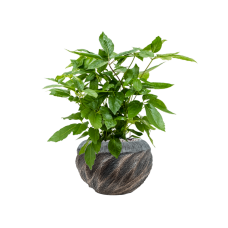 Schefflera actinophylla 'Amate' in Baq Luxe Lite Wave