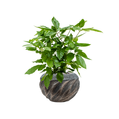 Растение в кашпо Schefflera actinophylla 'Amate' in Baq Luxe Lite Wave