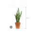 Растение в кашпо Sansevieria zeylanica in Terra Cotta