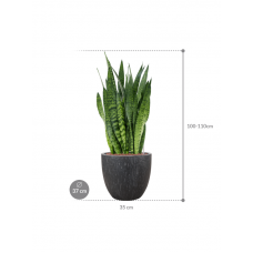 Sansevieria zeylanica in Baq Raindrop