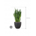 Растение в кашпо Sansevieria zeylanica in Baq Raindrop