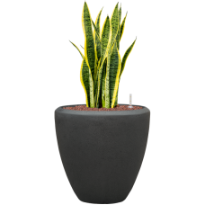 Sansevieria trifasciata 'Laurentii' in Baq Polystone Plain