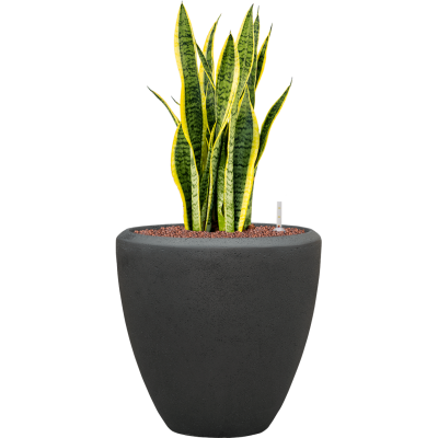 Растение в кашпо Sansevieria trifasciata 'Laurentii' in Baq Polystone Plain