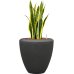 Растение в кашпо Sansevieria trifasciata 'Laurentii' in Baq Polystone Plain