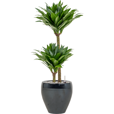 Растение в кашпо Dracaena fragrans 'Compacta'q in Amora