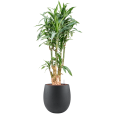 Dracaena fragrans 'Ulises' in Grigio