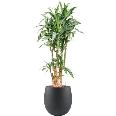 Растение в кашпо Dracaena fragrans 'Ulises' in Grigio