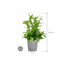 Dracaena surculosa in Greensense Aqua Care