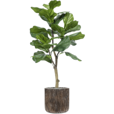 Ficus lyrata in Baq Luxe Lite Universe Waterfall