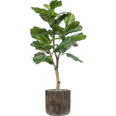 Растение в кашпо Ficus lyrata in Baq Luxe Lite Universe Waterfall