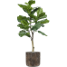 Растение в кашпо Ficus lyrata in Baq Luxe Lite Universe Waterfall