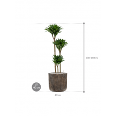 Dracaena fragrans 'Compacta' in Baq Luxe Lite Universe