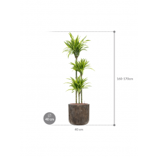 Dracaena fragrans 'Lemon Lime' in Baq Luxe Lite Universe